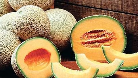 Muskmelon is the secret to weight loss