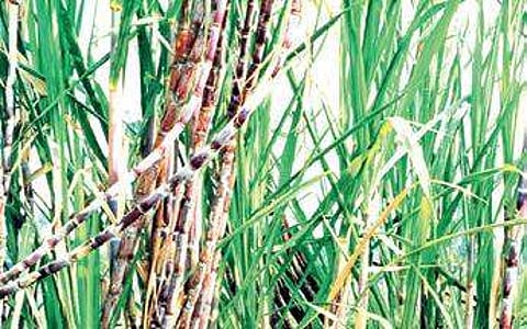 Sugarcane growers at the receiving end of sugar glut in Karnataka
