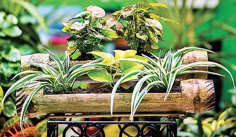 ...Find your green thumb