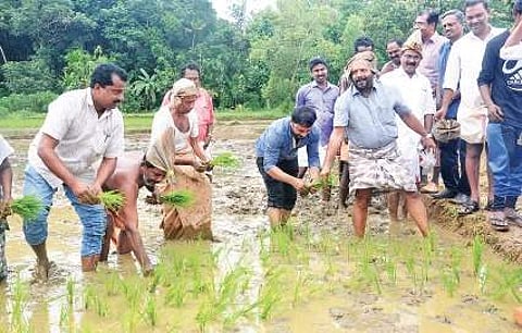 Agriculture Minister V S Sunil Kumar inaugurates the planting of paddy saplings at Mammodu in connection with the ‘Organic Theatre’. (File | EPS)