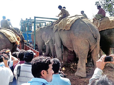 Elephant capture operations in the state have seen unruly crowds interfering
