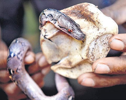 A Reticulated Python hatching from an egg laid by a 18-year old snake at Guindy Snake Park | D SAMPATHKUMAR