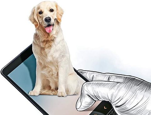 Chennai corporation conducts stray dog census