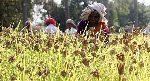A representational image of farmers working on the field. (Express photo | S Dinesh)