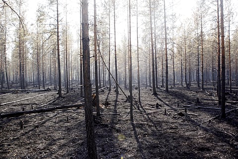A destroyed forest in Sweden. (Photo | AP)