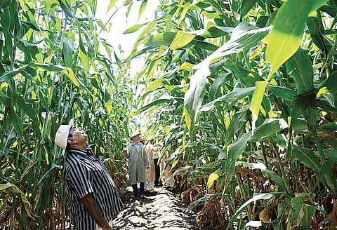 A high biomass sorghum variety developed for use in biofuel production. Pic credit: ICRISAT