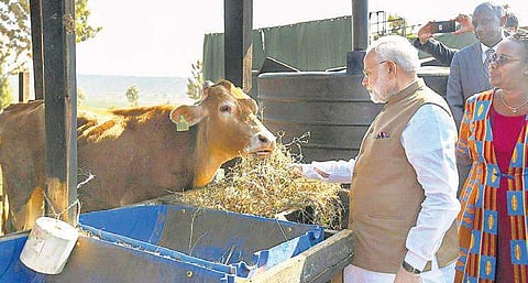 Prime Minister Narendra Modi feeds a cow after he donated 200 cows under Rwanda’s ‘Girinka’ programme, at Rweru Model village, in Rwanda | PTI
