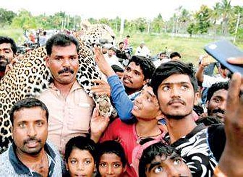 A year-old leopard found dead near Mysuru on Wednesday | Express