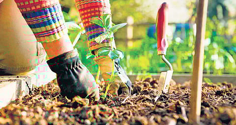 Breaking barriers with community gardening