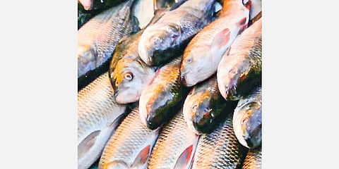 Seafood ban costs 50,000 their daily bread & butter