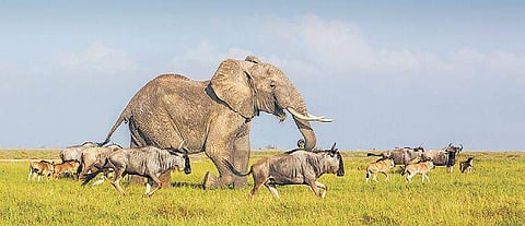 One of (left) Dr Ajit’s pics that won him the award