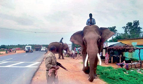 Trained tuskers of Similipal National Park Mahendra and Rajkumar at Phulbandh Chowk