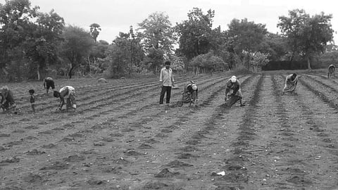 Farmers sowing cotton seeds in a farm in Kalahandi | Express