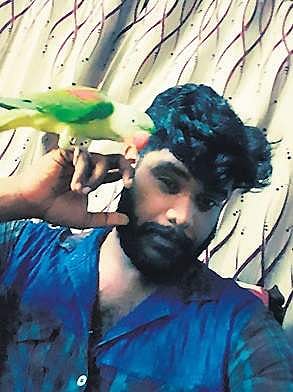 The pied piper of lovebirds