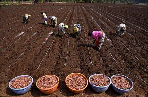 Farmers doing onion cultivation using drip irrigation at Narasipuram on outskirts of Coimbatore. (Photo| A. Raja Chidambaram/ EPS)