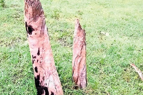 Residents say several construction workers, camped around the forest, are allegedly chopping the forest’s trees for firewood