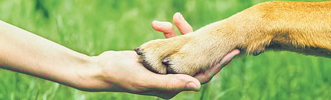 Consider volunteering at shelter to cope with loss of pet