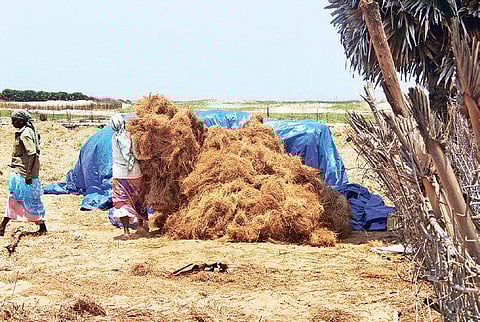 The idea of switching over to organic farming was actually to save some money on growing crops like sugarcane. (Photo| EPS)