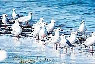 Natural history society centre at Chilika