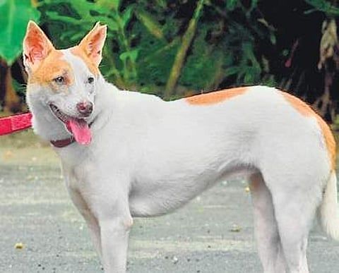 18-month-old dog Pinky