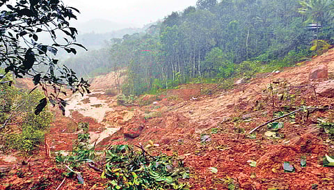 Though an official estimate is yet to emerge, the quantum of immediate loss incurred by the state’s plantation sector is expected to touch Rs 800 crore (File | EPS)