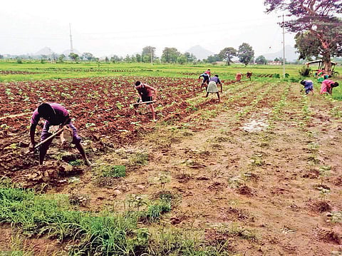 Insect-resistant cotton varieties to rescue of ryots