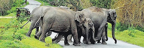 Bandipur Reserves. (Photo | EPS)