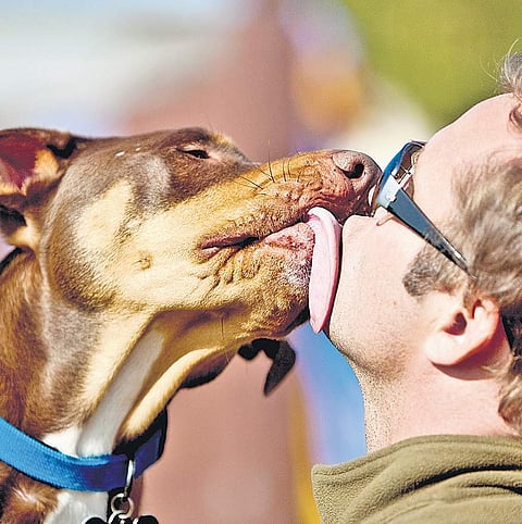 Infection from dog’s lick; vets say ‘rare’ case