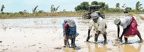 TN: Cauvery delta farmers eye profitable single-crop Samba season