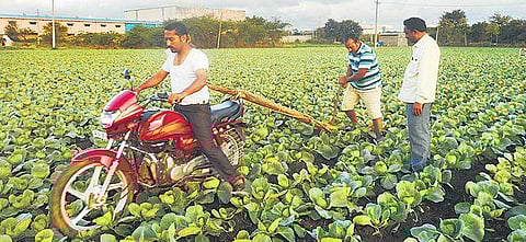 Nagaraj and Manjunath Negaluru de-weed their farm in Byadgi on Saturday
