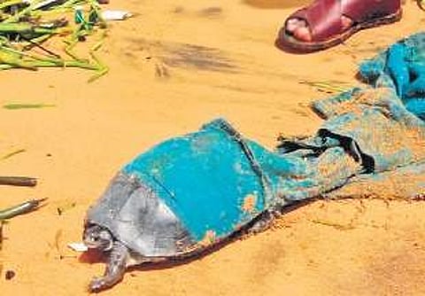 The turtle that got stuck in a churidar top that was discarded