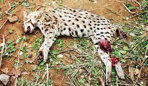 Rare species on the verge of extinction