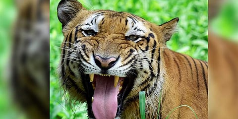 Image for representation purpose only. (Photo | PTI)