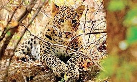 File photo of a leopard| AMITH BANGRE