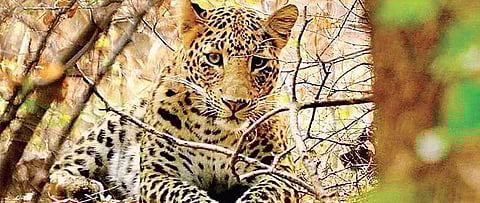 No conflict: Karwar villagers coexist with leopard family