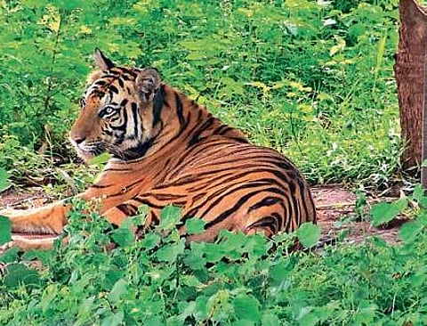 Twists and turns claw in Satkosia tiger tale
