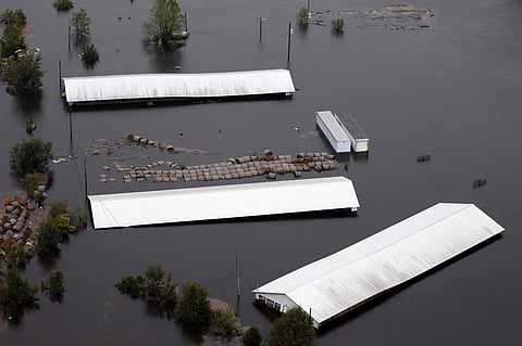Farm buildings are inundated with floodwater from Hurricane Florence near Trenton, N.C., Sunday, Sept. 16, 2018. (Photo | AP)