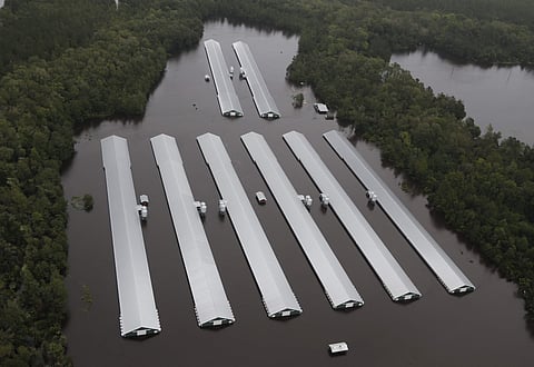 Chicken farm buildings are inundated with floodwater from Hurricane Florence near Trenton. (Photo | AP)