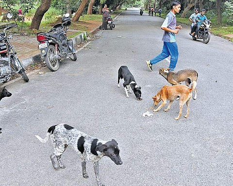 Stray dogs at the Bangalore University campus on Saturday | Vinod Kumar T