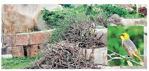 Mathanga hills in Hampi being cleared for festival; (inset) yellow-throated bulbul