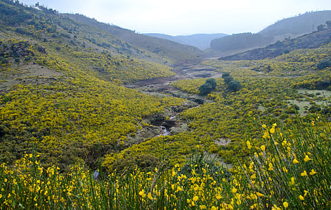A view of the Nilgiri Reserve Forest (File | EPS)