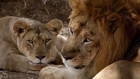 Image of lions used for representational purpose only.