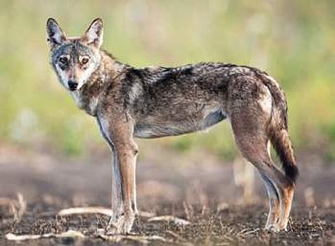 Indian Grey wolf found in Karnataka | Vijay Kumar Pattadkkal