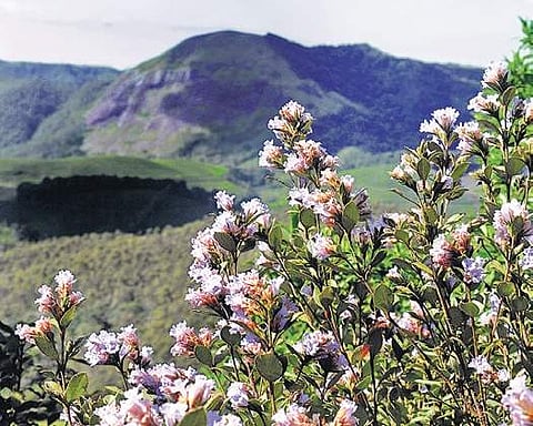Neelakurinji.