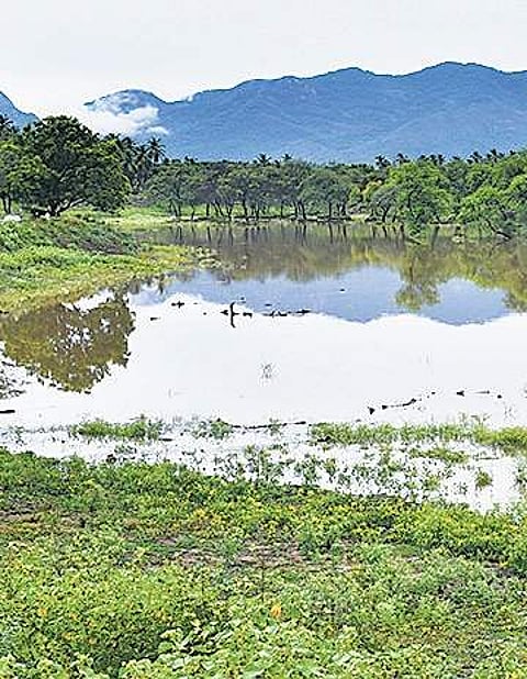 The National Green Tribunal has directed the Centre not to reduce the ESA area and stick to the Kasturirangan report and issue the ESA notification.(Photo| EPS)