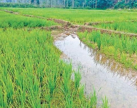 Stanley Augustine’s farm in Poothadi was ravaged in the deluge | Express