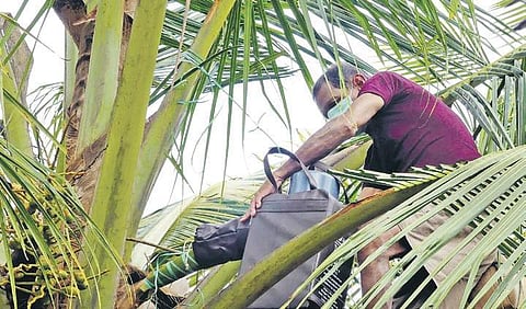 Neera being tapped from a coconut tree near Bhadravati | Shimoga Nandan