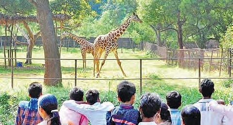 Indira Gandhi Zoological Park was badly affected by Hudhud cyclone | EPS