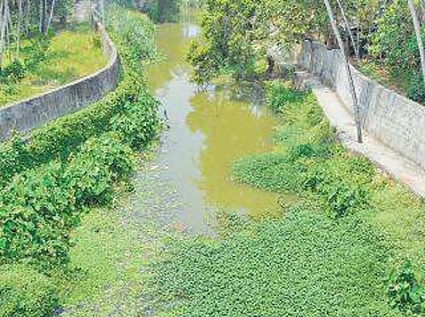 Killiyar river at Maruthamkuzhi stretch B P Deepu