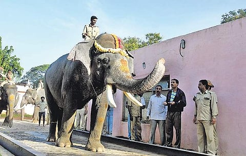 Arjuna, the howdah elephant, being weighed in Mysuru on Thursday | Udayshankar s